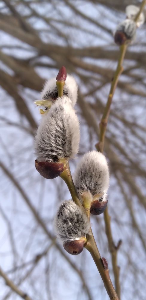 Photograph by Любовь Макарова