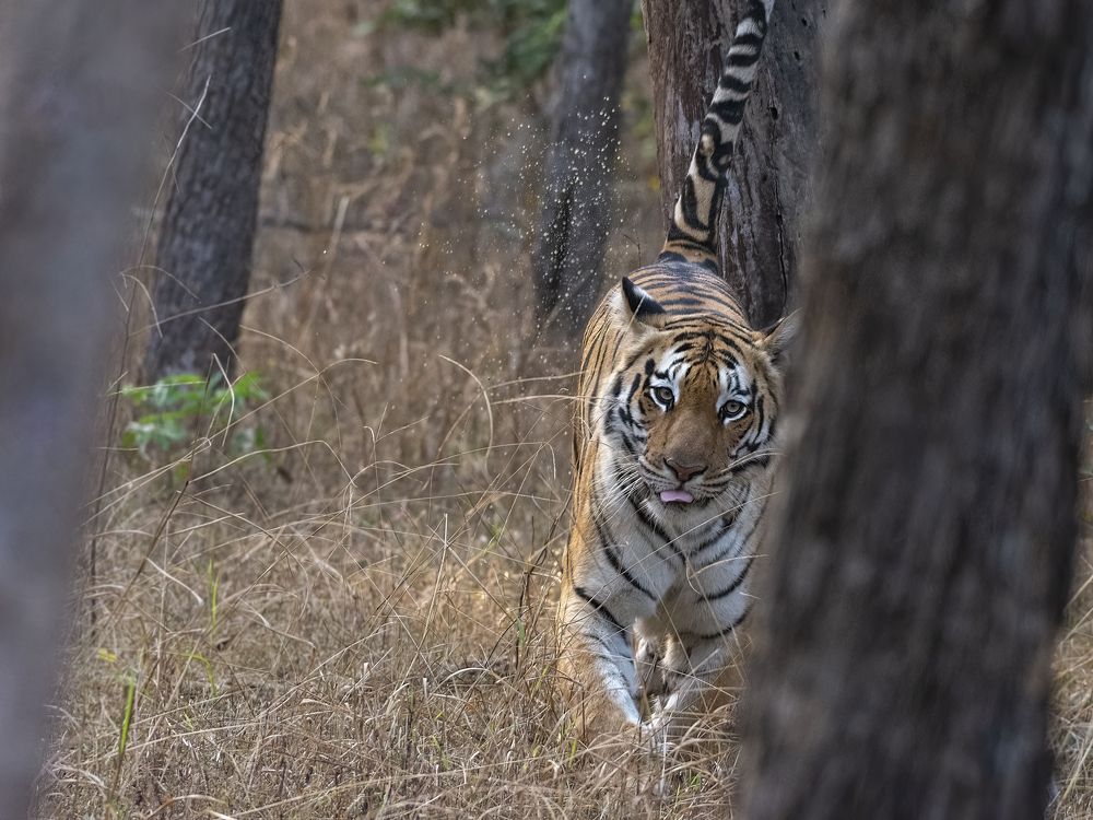 Photograph by anindya chakrabarti