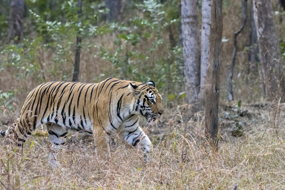 Photograph by anindya chakrabarti