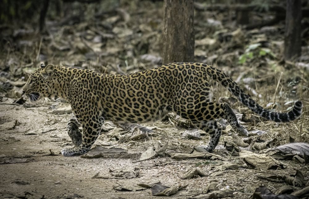 Photograph by anindya chakrabarti