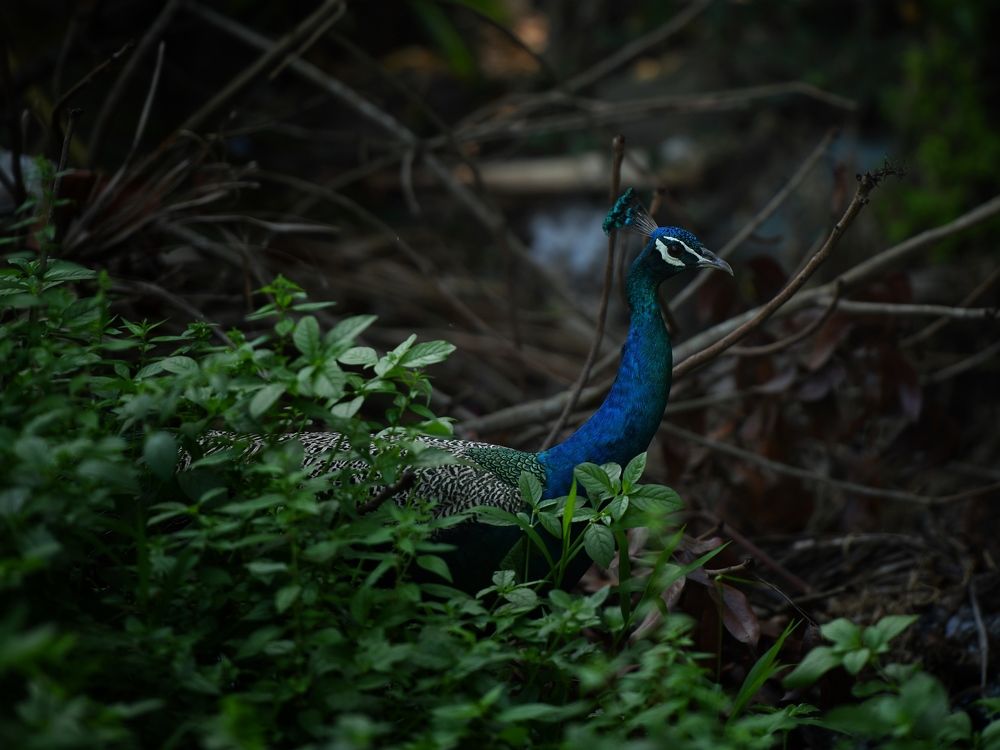 Photograph by Shabeerali Munakkal Shamsu