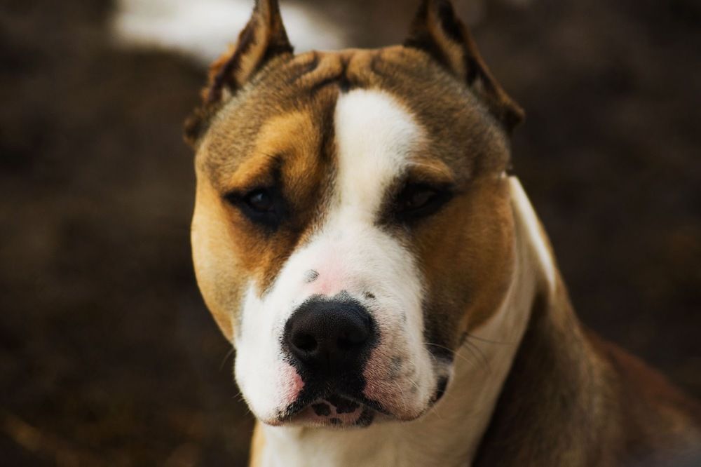 Photograph by Hutusoru Roberto