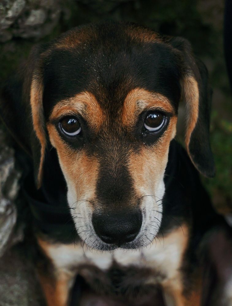 Photograph by Hutusoru Roberto