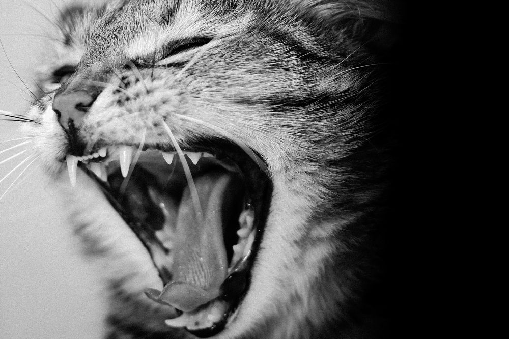 Photograph by Александр Карасев