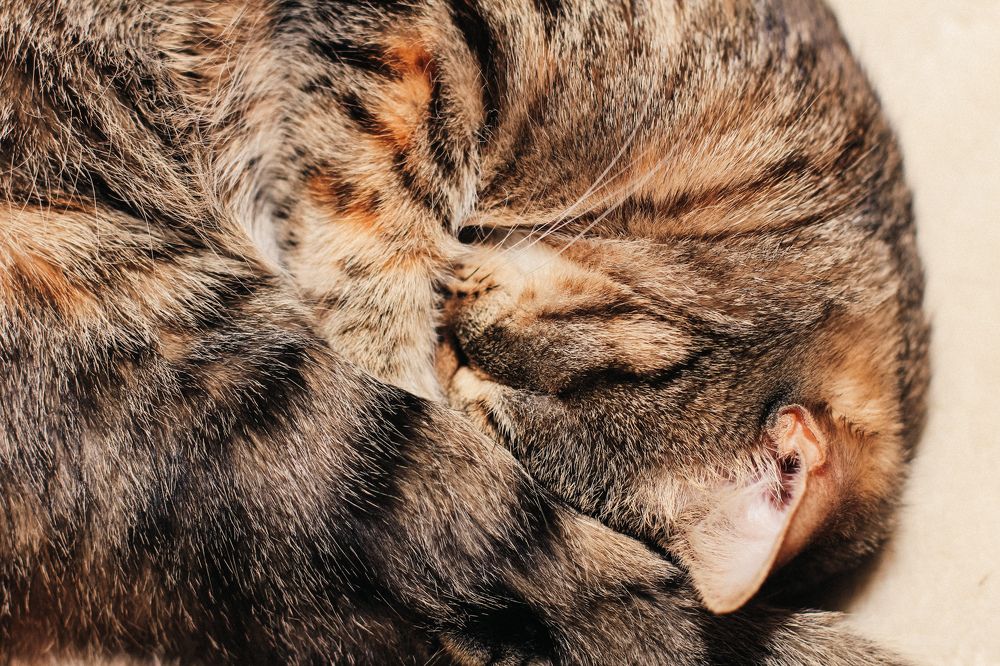 Photograph by Александр Карасев