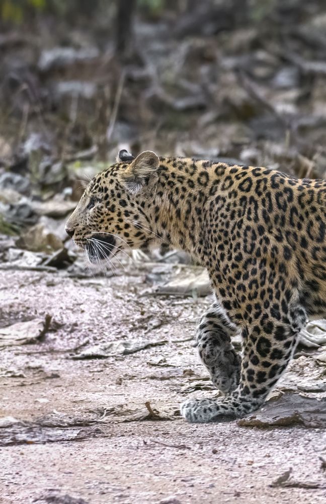 Photograph by anindya chakrabarti