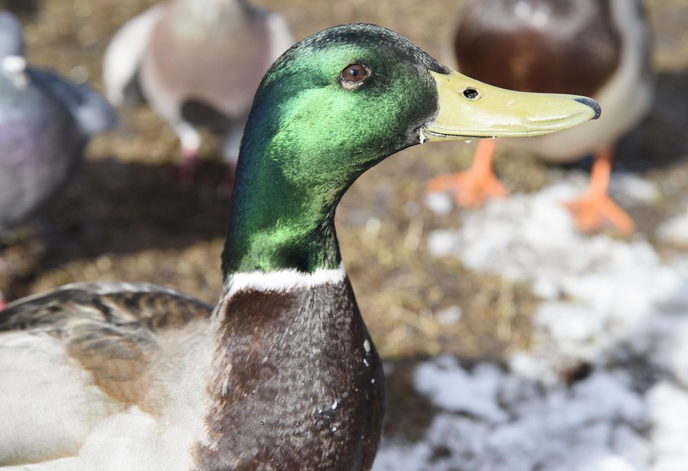 Photograph by Svetlana Khromova