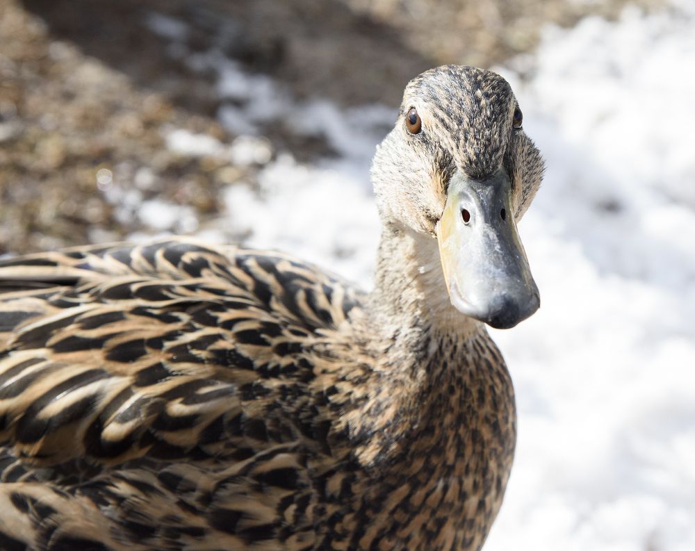 Photograph by Svetlana Khromova