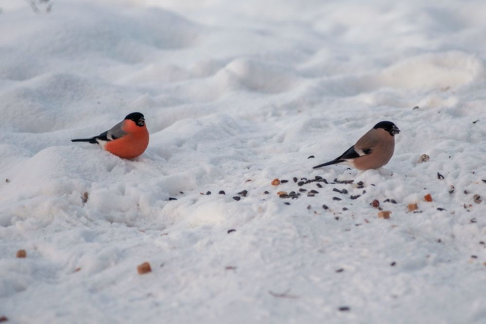 Photograph by Марина Зборацкая