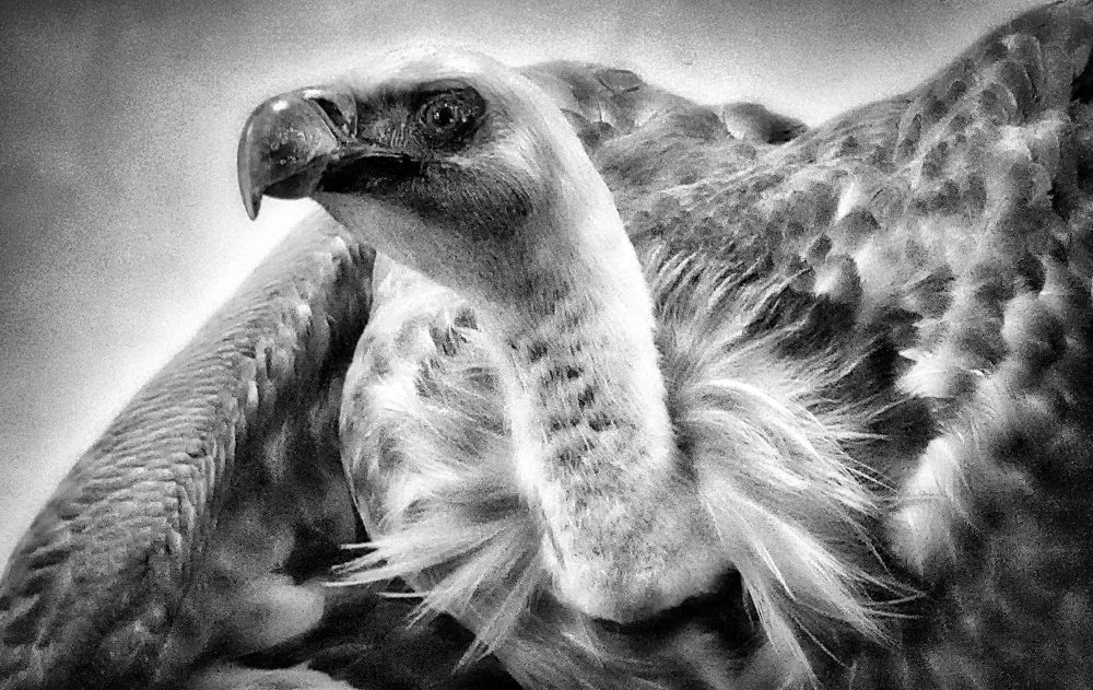 Photograph by Sandor Zoltan Gal