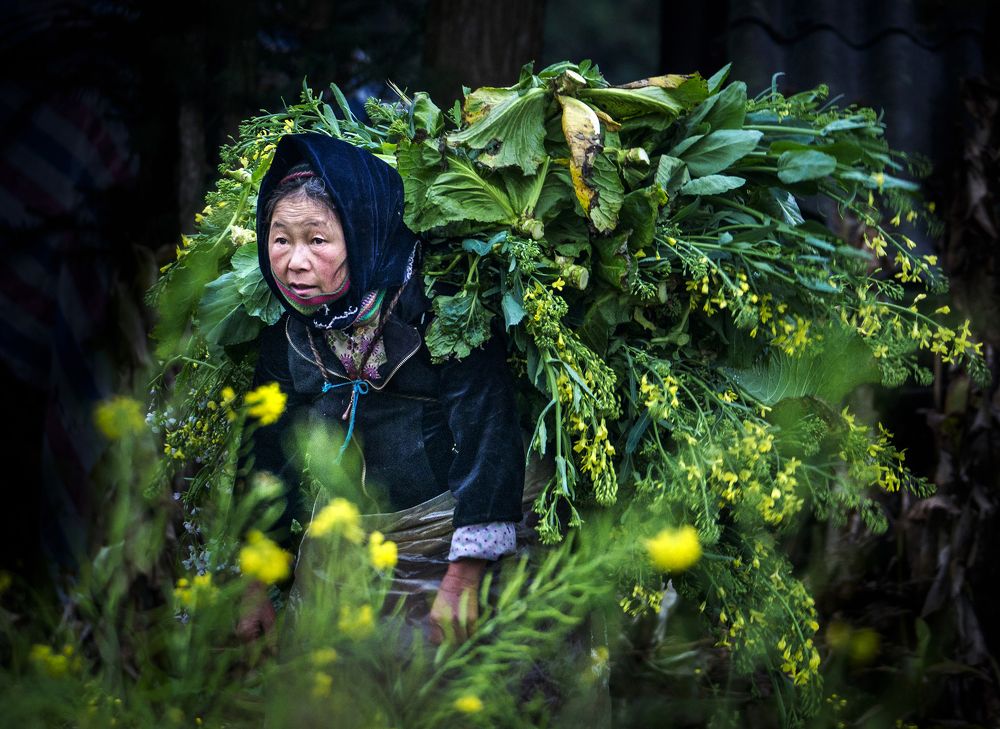 Фотография автора Hong Mai Duong