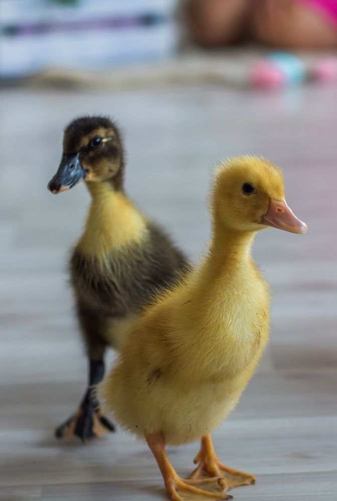 Photograph by Людмила Гончарова