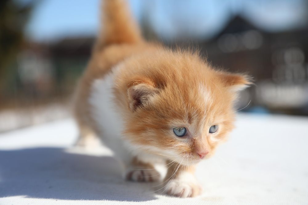 Фотография автора Андрей Шувалов