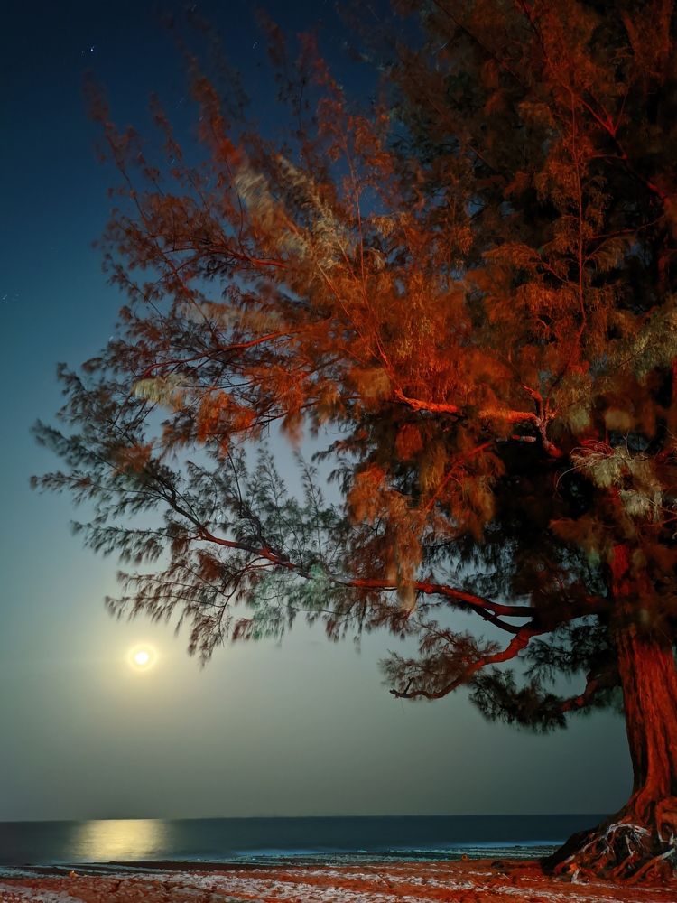 Photograph by Shakil Md. Al Ahad