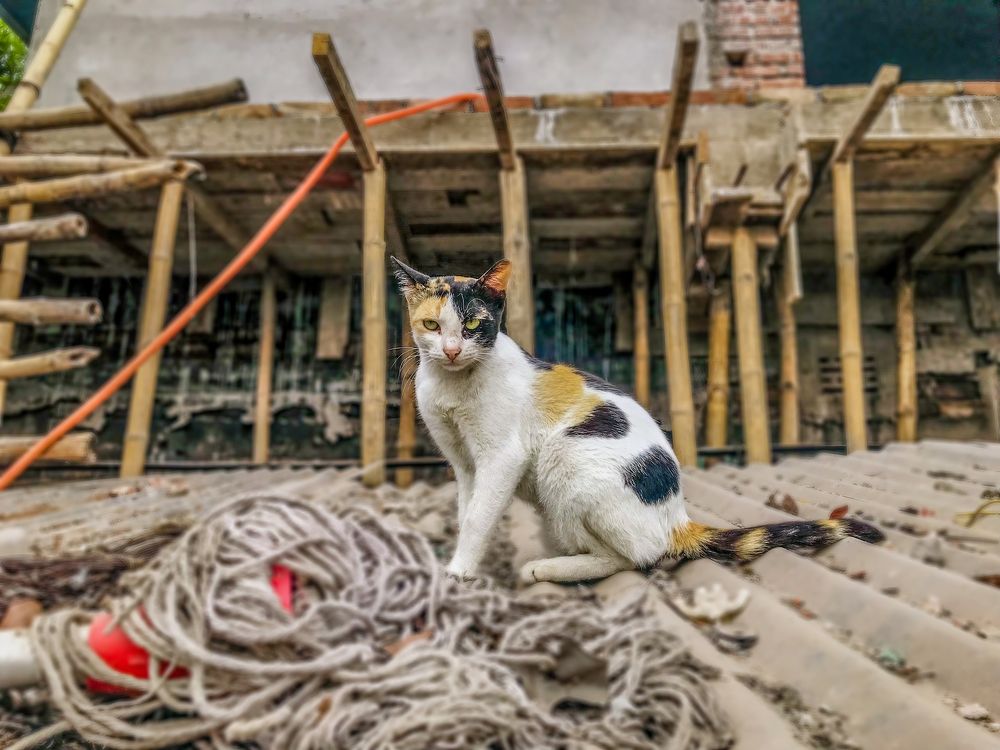 Photograph by Mehedi Srabon