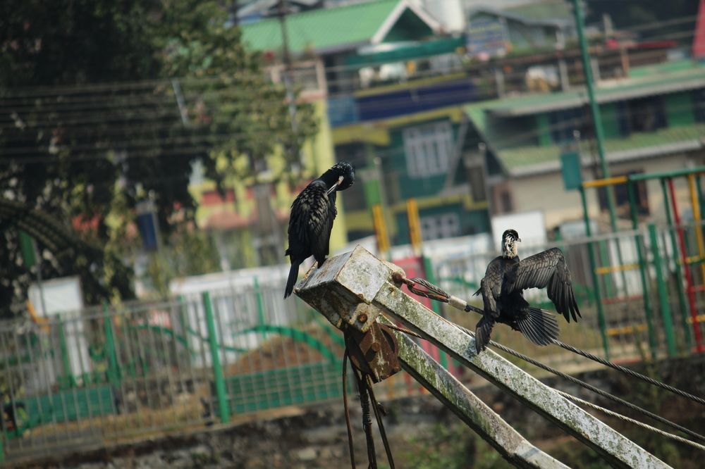 Фотография автора BIBEK chettri