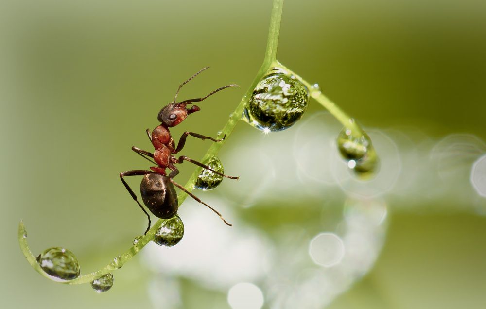 Фотография автора Andrey Pristyazhnyuk