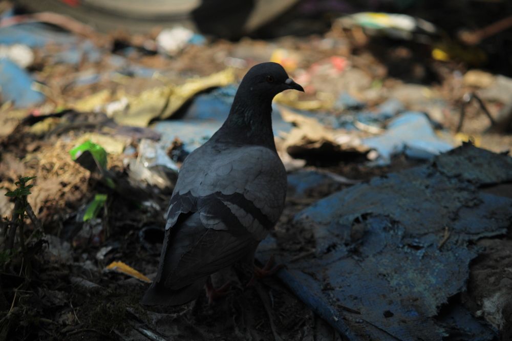 Фотография автора BIBEK chettri