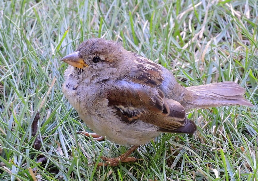 Воробьёныш