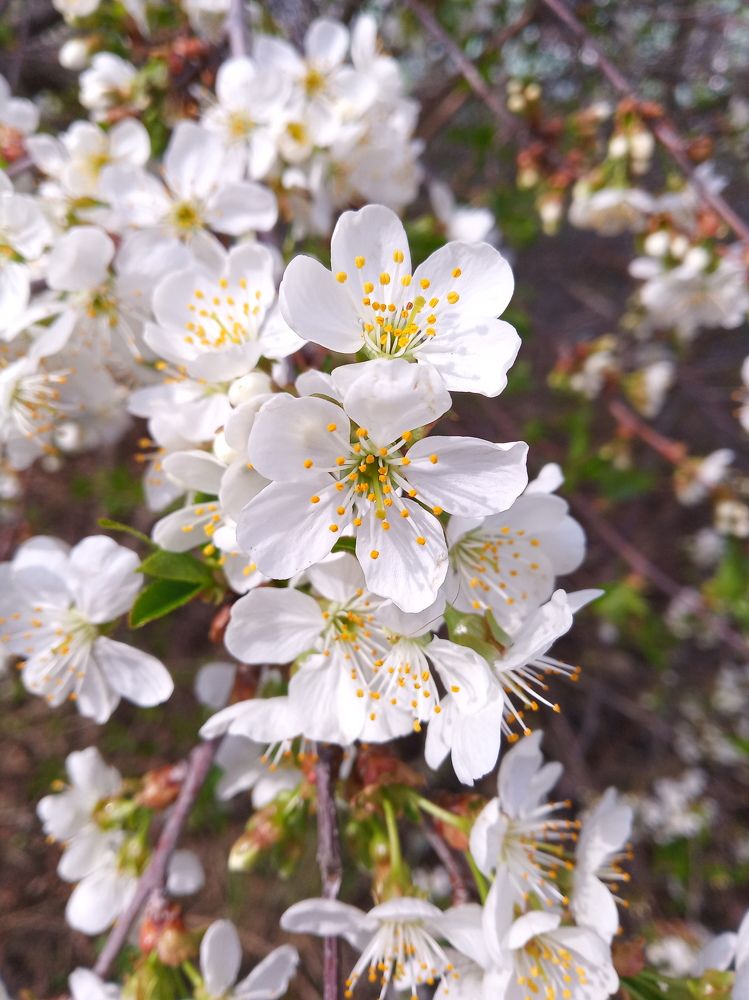 Цветущая вишня