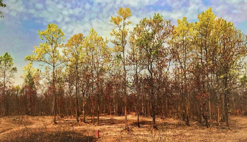 Photograph by Sarasij Betal