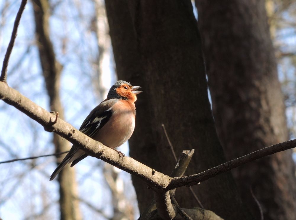 Весенняя песенка
