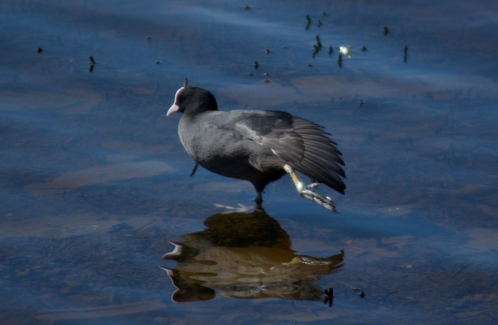 The Eurasian coot