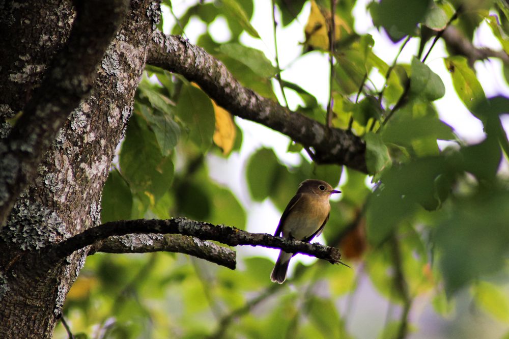 Photograph by Елена Коровкина