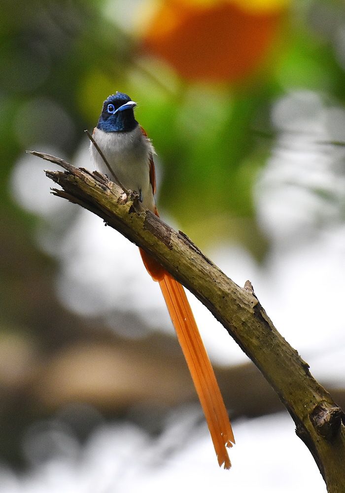 Photograph by Shankha Debnath