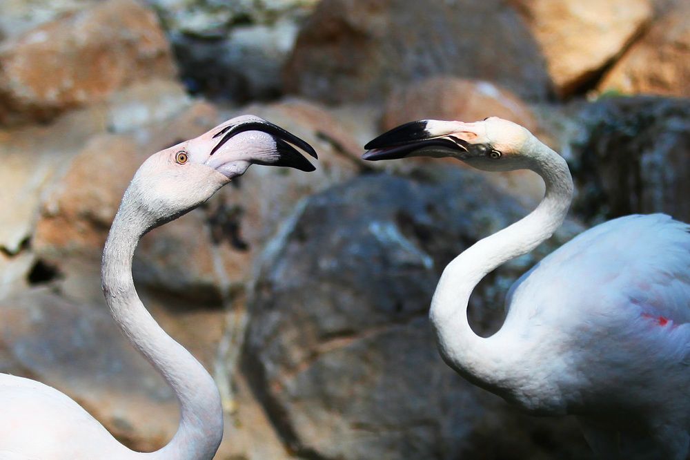 Photograph by mehdi karimi souderjani