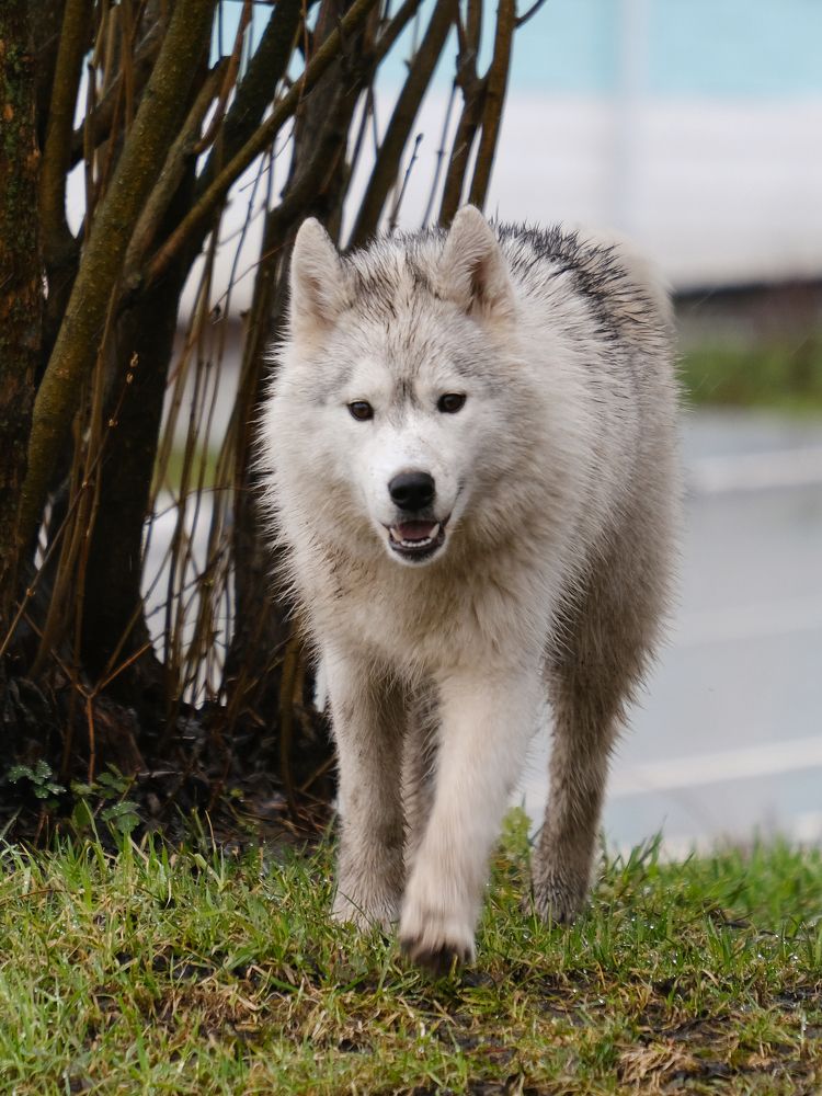 Фотография автора Александр Высоцкий