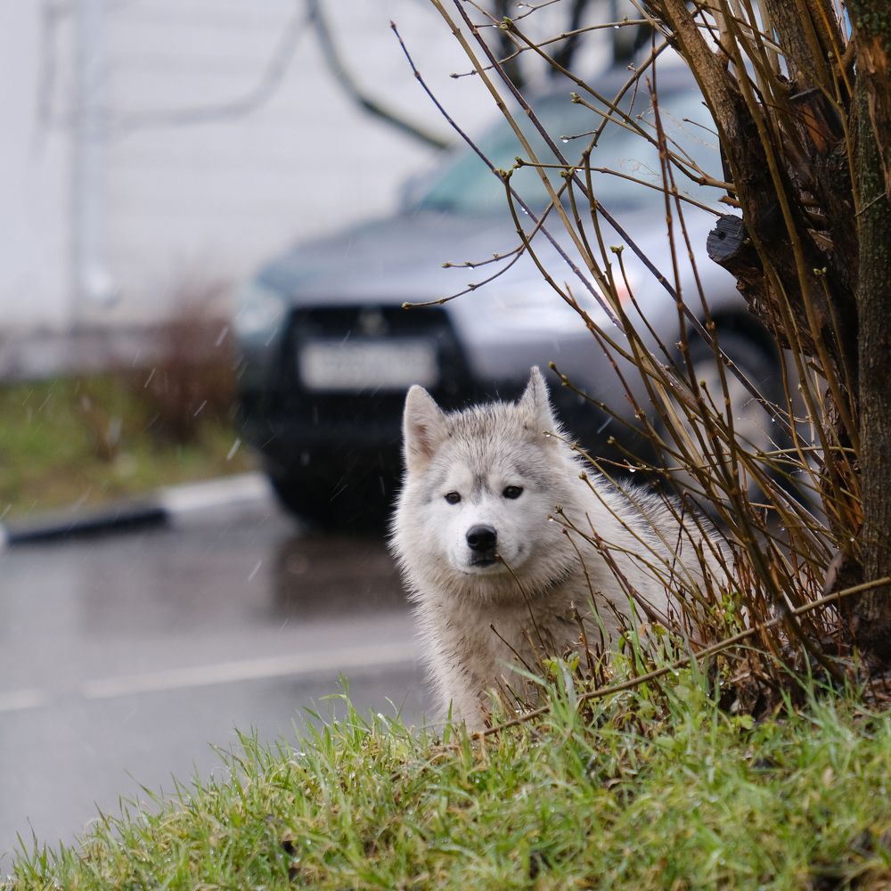 Фотография автора Александр Высоцкий