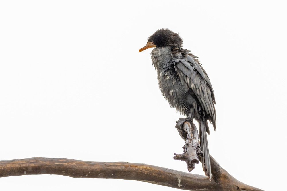 Photograph by Ken Stavrou