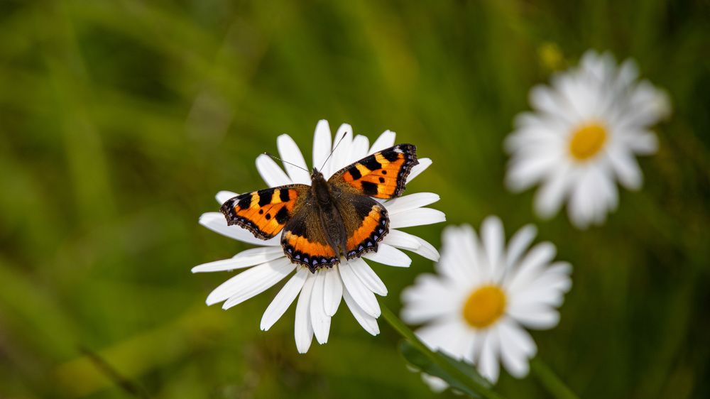 Бабочка капустница