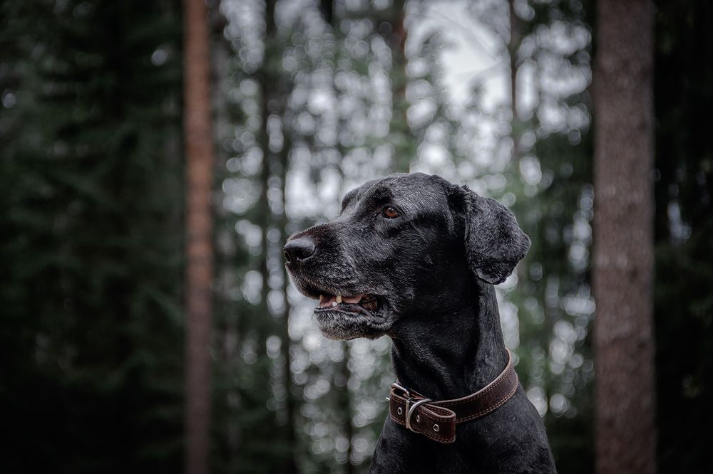 Photograph by Элен Рай