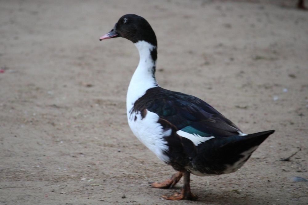 Photograph by Vishwa Trivedi