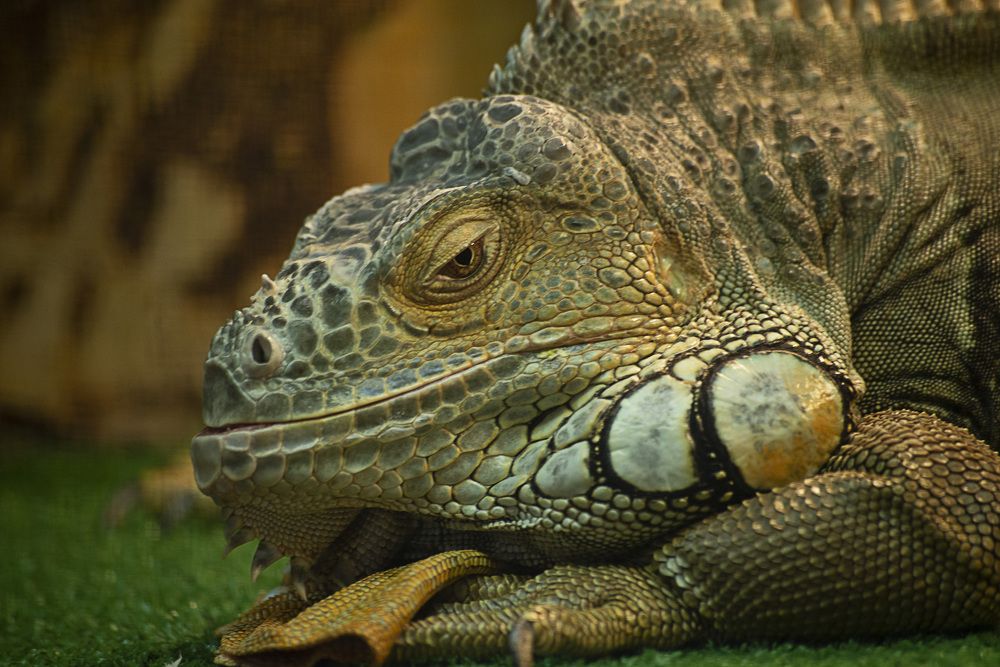 Photograph by Лариса Нечитайло