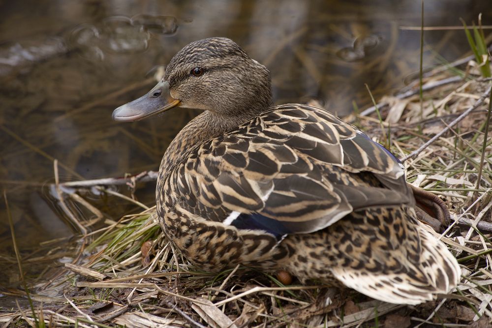Photograph by Лариса Нечитайло