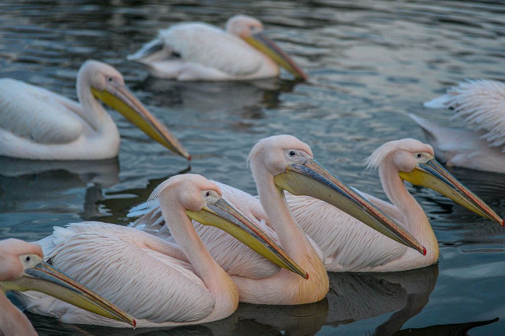 Photograph by Luka Mitrovic