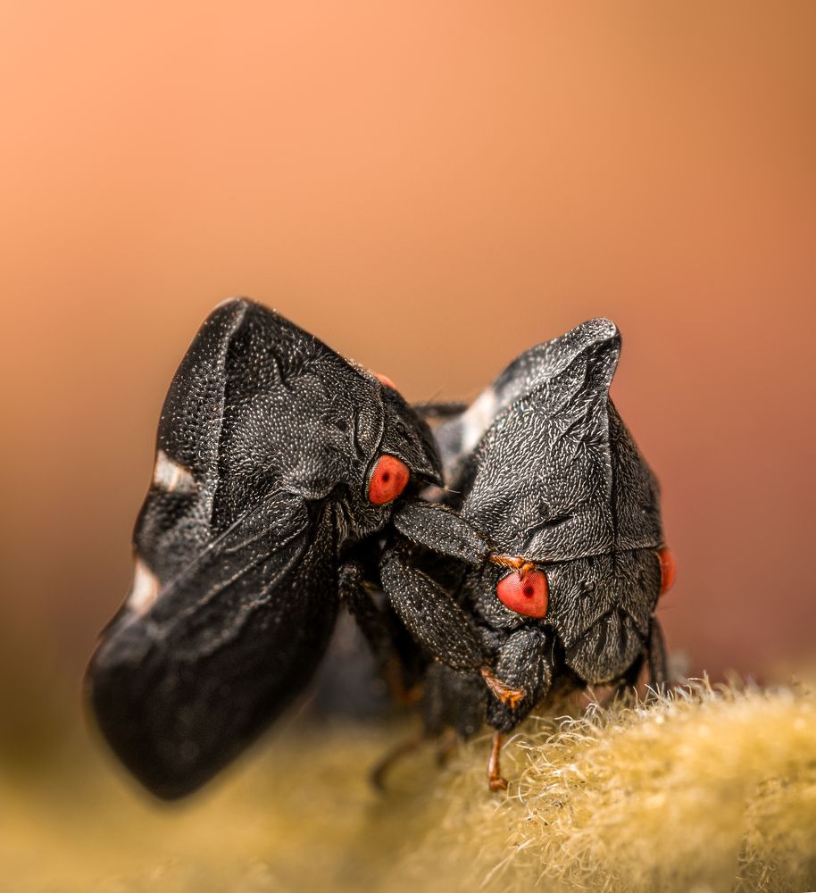 Strawberry eyes. Enchenopa quadricolor