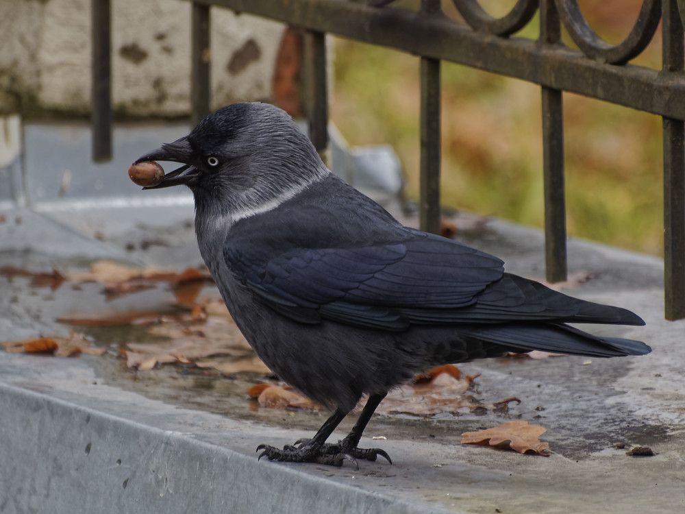 Галка и орешек.