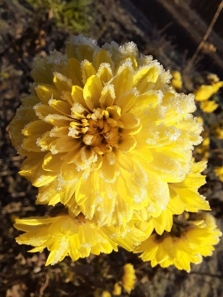 Первые заморозки.