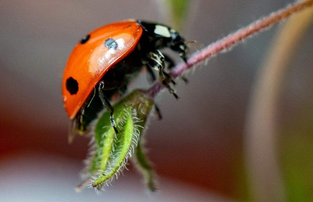 Photograph by Светлана Катанцева