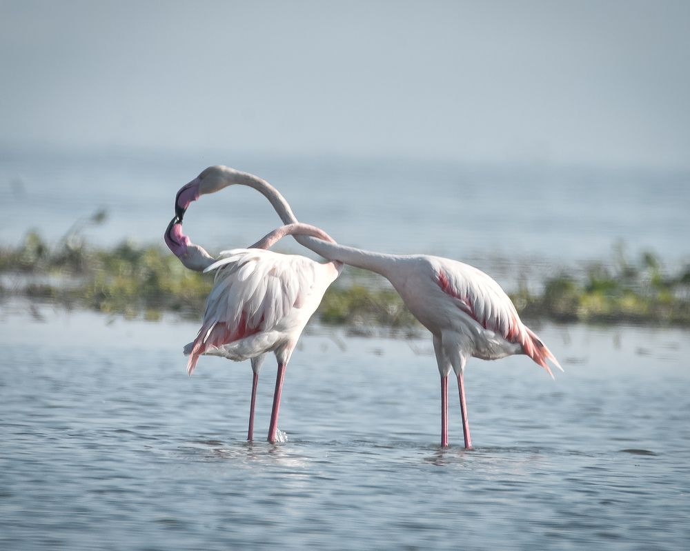 Фотография автора Vikram Trivedi