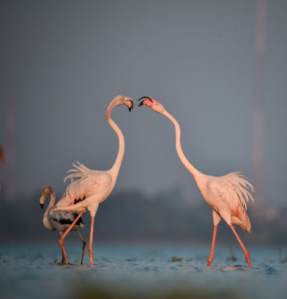 Фотография автора Vikram Trivedi