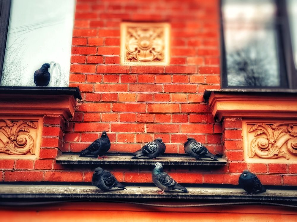 Photograph by Дайана