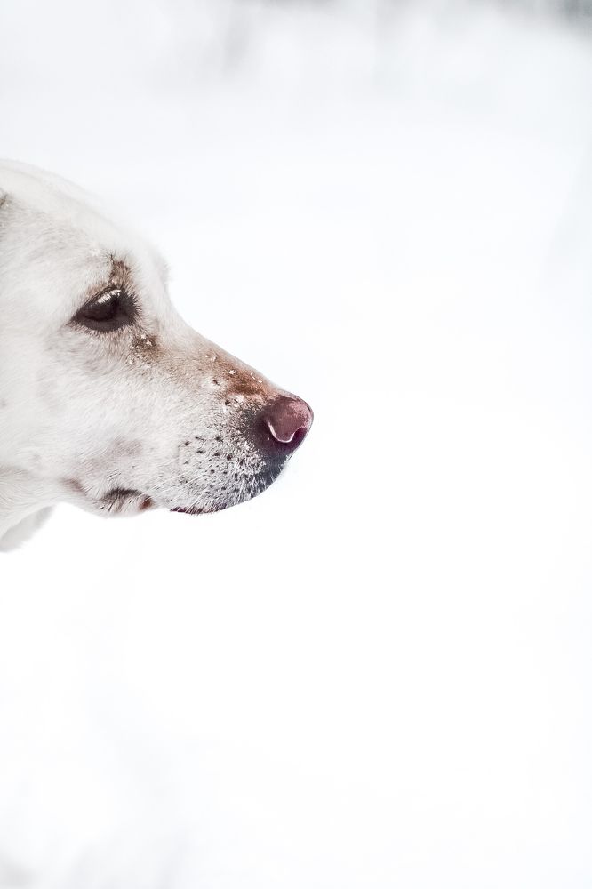 Photograph by Дарья Вега