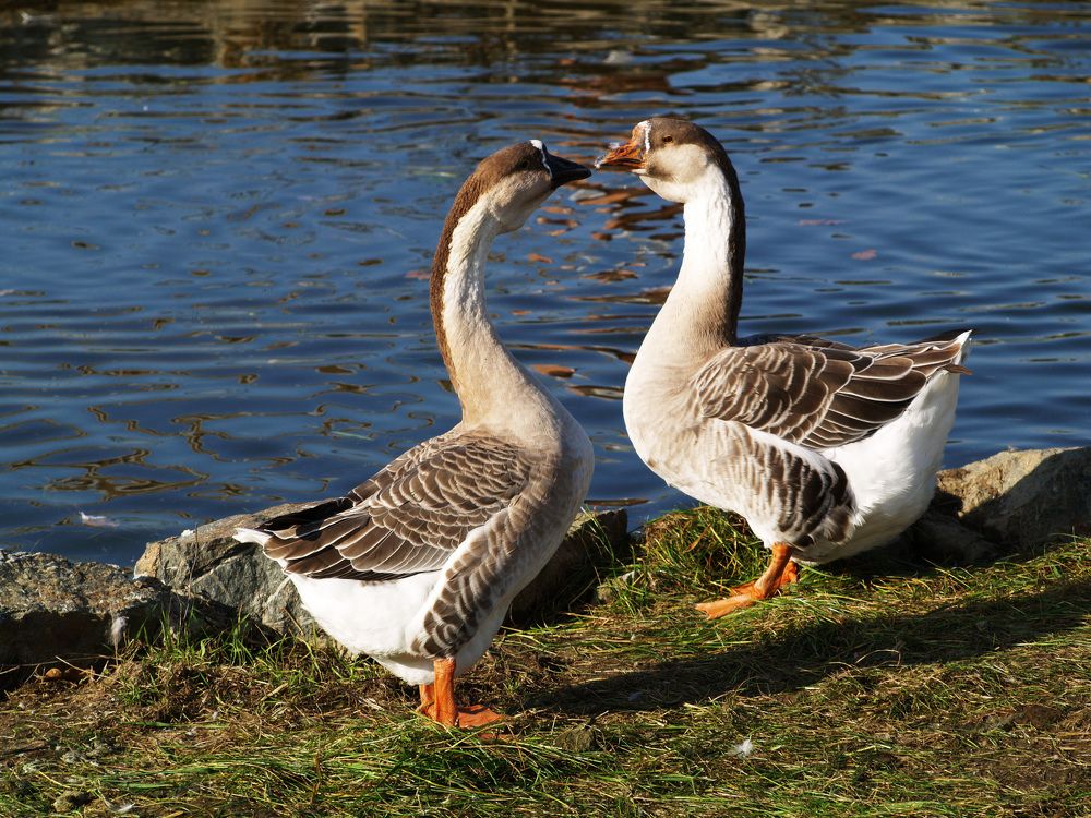 Фотография автора Dubravko Maricic