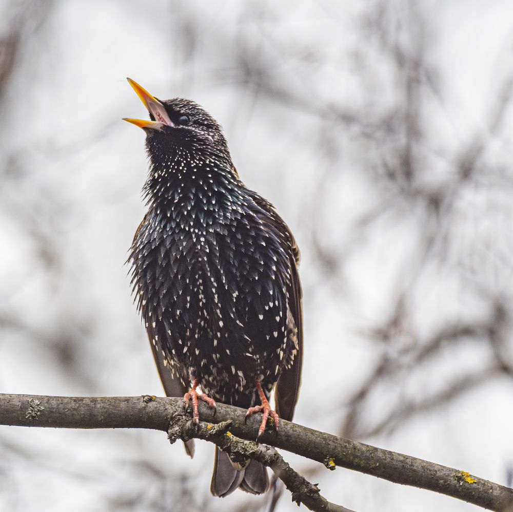 Фотосессия со скворцом