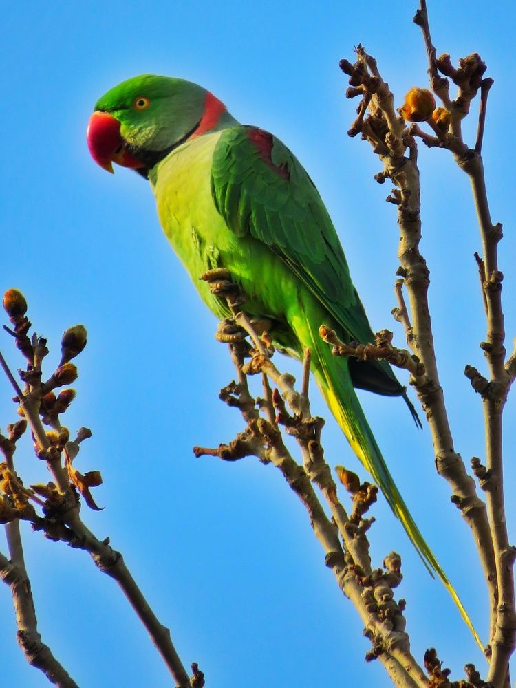 Фотография автора Mahdi Mohammadi